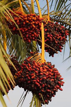 palm trees with fruits hanging from them on the branches in front of a blue sky