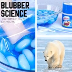 a polar bear standing next to a bowl of blue rocks and ice cubes with text overlay that reads, how do polar bears stay warm?