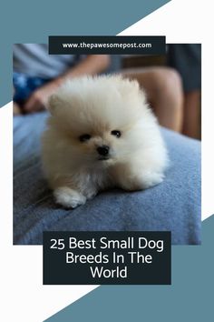 a small white dog sitting on top of a bed next to a persons hand and text that reads, 25 best small dog breeds in the world