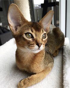 a cat sitting on top of a white blanket looking at the camera with blue eyes