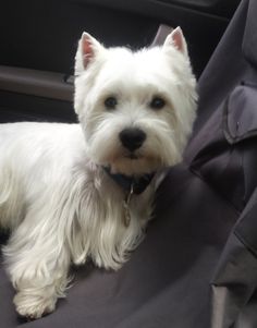 a small white dog sitting in the back seat of a car