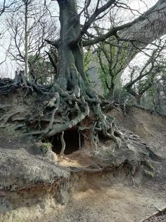 an old tree that is growing out of the side of a hill with roots on it