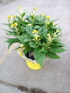 a potted plant with yellow flowers and green leaves on the concrete floor next to a street