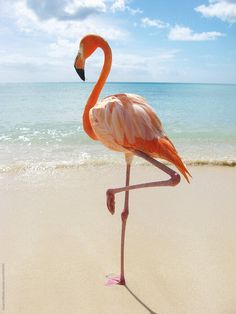 a pink flamingo standing on top of a sandy beach next to the ocean and blue sky