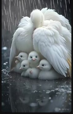 a group of white birds sitting on top of each other under a rain filled sky