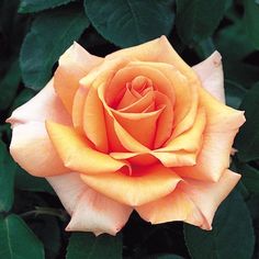 an orange rose with green leaves in the background