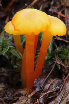 small yellow mushrooms growing on the ground