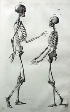 two skeletons are standing next to each other and one is pointing at the other skeleton