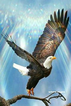 an eagle is perched on a branch with its wings spread