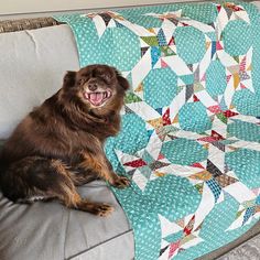 a brown dog sitting on top of a couch next to a blue and white quilt