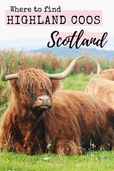 there is a long horn cow laying in the grass with text overlay that reads where to find highland coos scotland