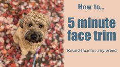 How To Trim a Face in 5 minutes | Mabel The Whoodle Dogs Eyes, Face Trimmer, List Of Tools, Puppy Face, Dog Eyes, Dog Stuff, Goldendoodle, Dog Food, Round Face