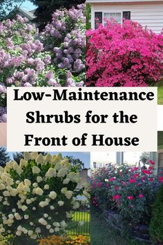 several different types of flowers in front of a house with the words low maintenance shrubs for the front of house