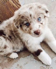 a puppy with blue eyes is laying on the ground next to a tree trunk and looking at the camera