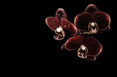 three red orchids in the dark on a black background