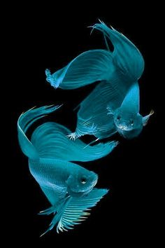 two blue fish are swimming in the dark water, one is looking at the camera