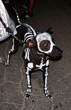 a dog dressed up as a skeleton with white paint on it's face and tail