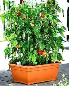 an orange potted plant with lots of green leaves and red flowers on the ground