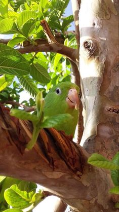 a green bird sitting on top of a tree next to a leaf filled tree trunk