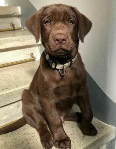 a brown dog sitting on top of a set of stairs