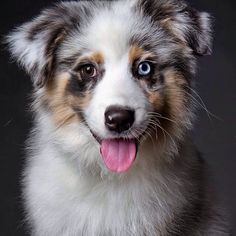 a dog with blue eyes and white fur is looking at the camera while he has his tongue out