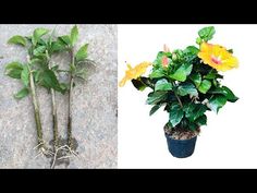 there are two different types of flowers in the same potted plant and one is yellow