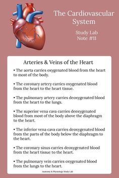 the cardiovascular system study lab notes 1 and 2, with instructions on how to use it