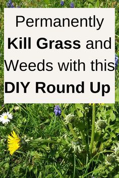 Permanently Kill Grass and Weeds with this DIY Round Up Grass Killer Diy, Epsom Salt To Kill Weeds, How To Kill Weeds Permanently, Natural Herbicide, Kill Grass And Weeds, Perenial Garden, Kill Grass, Gardening Therapy, Epsom Salt Garden