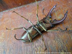 a large bug sitting on top of a wooden floor next to a knife blade in it's mouth