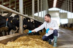 a man in white coat and blue gloves feeding cows