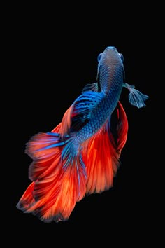 an orange and blue siamese fish with long tail swimming in the dark water on a black background