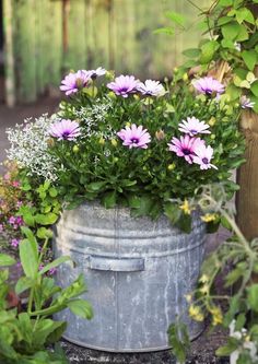 purple flowers are growing in an old metal bucket