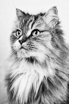 black and white photograph of a cat looking at the camera with an intense look on its face