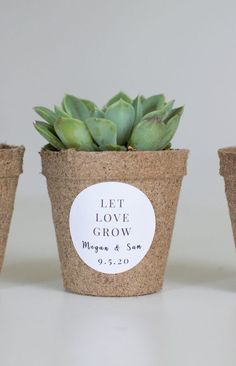 three small potted plants with labels on them