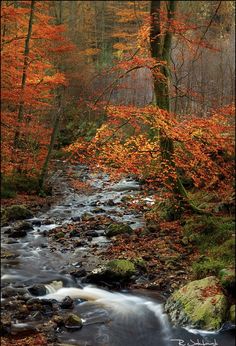 a stream running through a forest filled with lots of fall colored trees and leaves on the ground