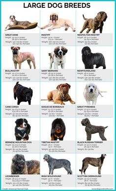 the different breeds of large dog breeds