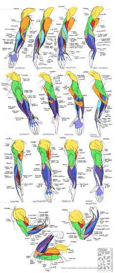 the muscles and their functions are shown in this diagram, which shows how they work