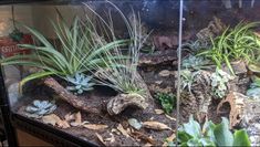 an aquarium filled with plants and rocks