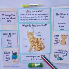 a bulletin board with pictures of cats and what do they look like?