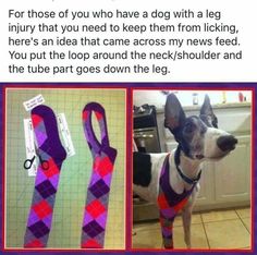 a small dog wearing a purple and red tie with scissors on it's neck