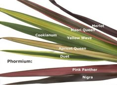 the different types of leaves are labeled in this diagram, including pink panther's nigra