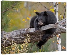 Hanging Out—Black Bear Gallery Wrapped Canvas - Wild Wings Black Bears Art, Bear Walking, Bear Fishing, Black Forest Decor, Bear Hunting, Black Bears, Wildlife Artwork, Fishing Pictures, Bear Photos