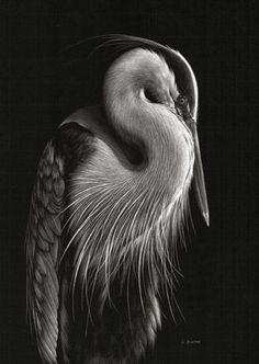 a black and white photo of a bird