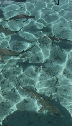 several fish swimming in the water near each other