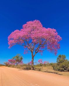 a pink tree on the side of a dirt road with blue sky in the background