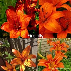 four different pictures of orange lilies with the words fire lily above them and below it