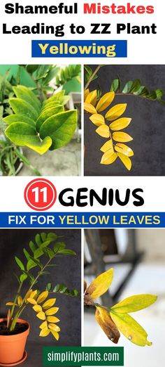 it's a common issue that many indoor plant owners face. But did you know that the cause of yellowing ZZ plant leaves might be due to some shameful mistakes in plant care It's essential to understand the basics of ZZ plant care, including how to water plants, identify plant deficiencies, and create the perfect soil mix. Our expert tips cover all aspects of indoor plant care, from garden plants to house plants. Plus, we'll show you how to turn your ZZ plant into a stunning piece of garden art! Zz Plant Care Tips, Yellow Plant Leaves, Zz Plant Care Yellow Leaves, Z Z Plant, Zz Plant Decor, Z Plant, Yellow Leaves On Plants