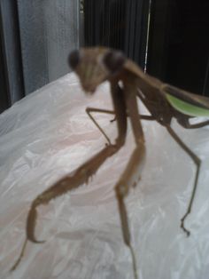 a large insect sitting on top of a white sheet