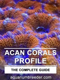 the acan corals profile is shown with text overlay that reads acan corals profile the complete guide