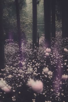 a forest filled with lots of tall trees and white flowers on top of it's ground